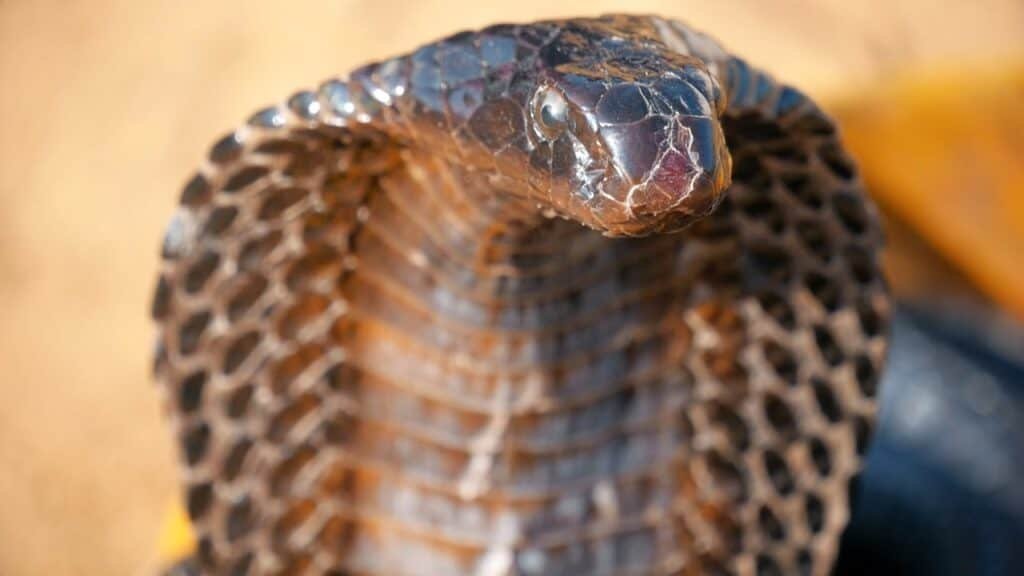 snake