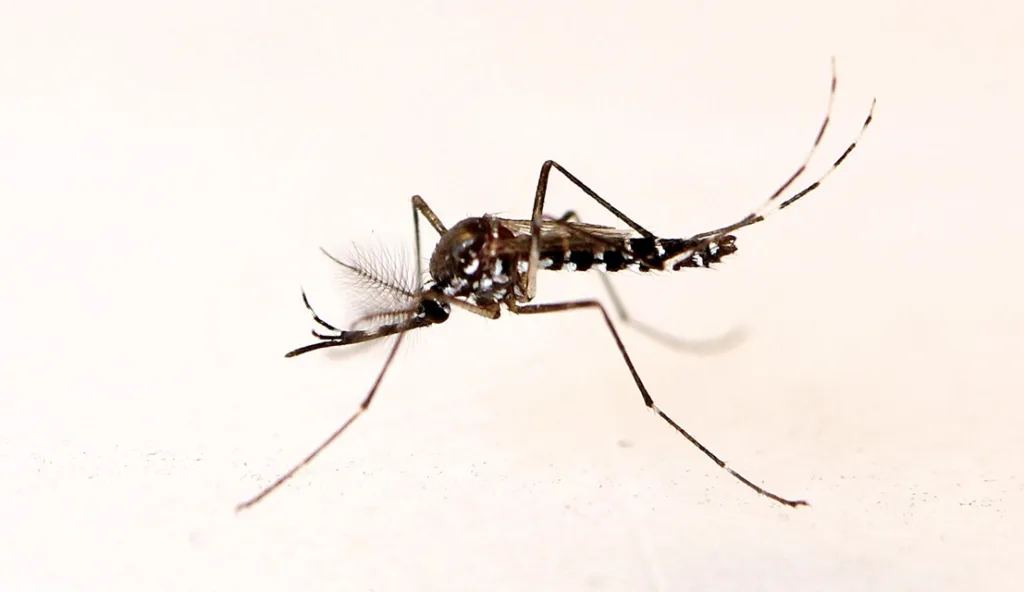 Dengue Chikungunya