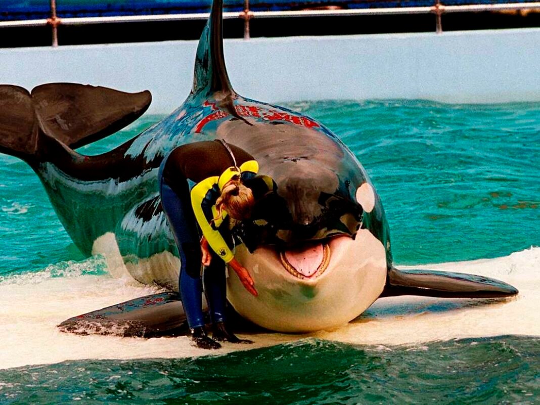 Dolphin Eats Owner